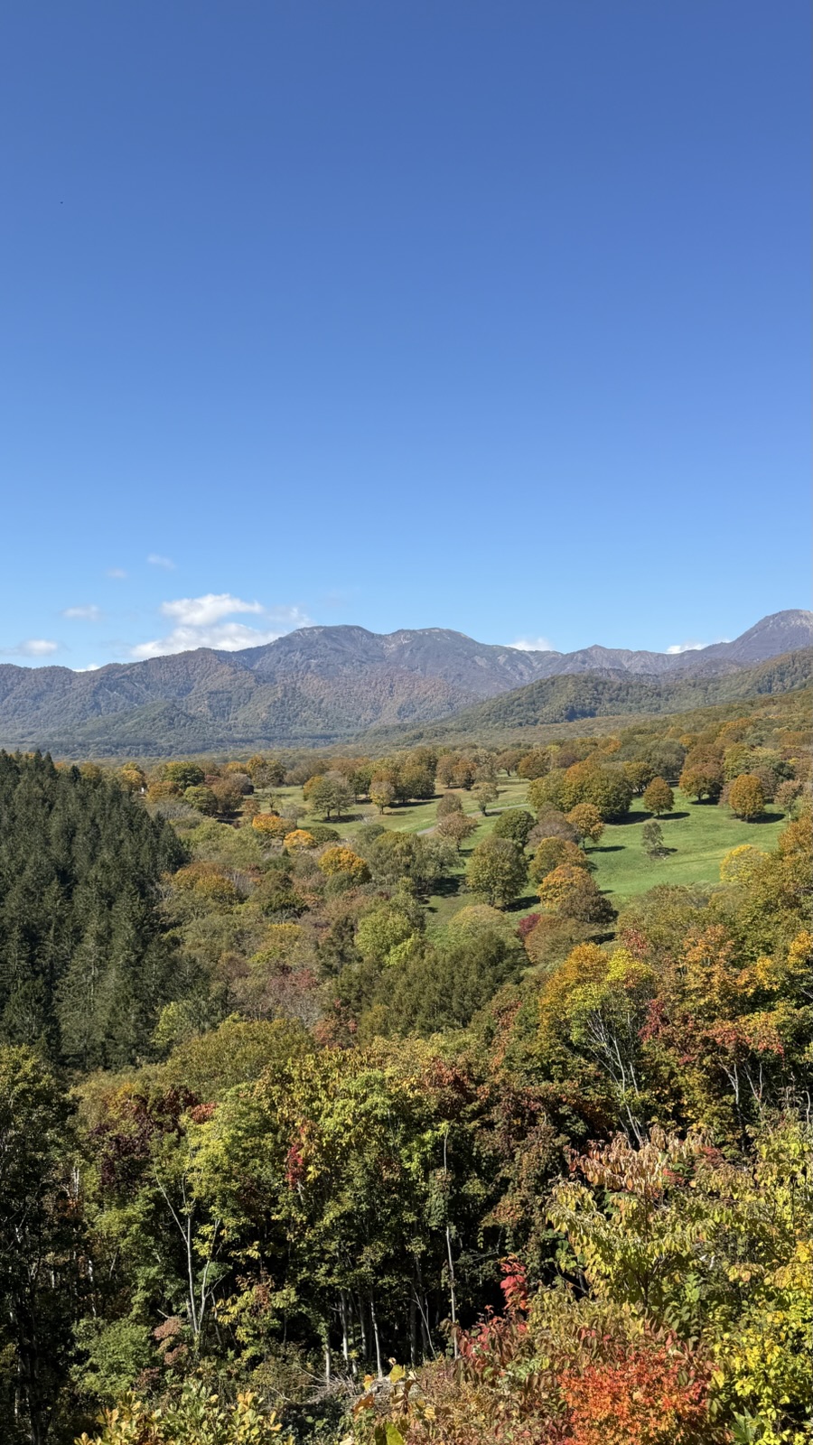 色づきはじめた森と、遠くの山なみ