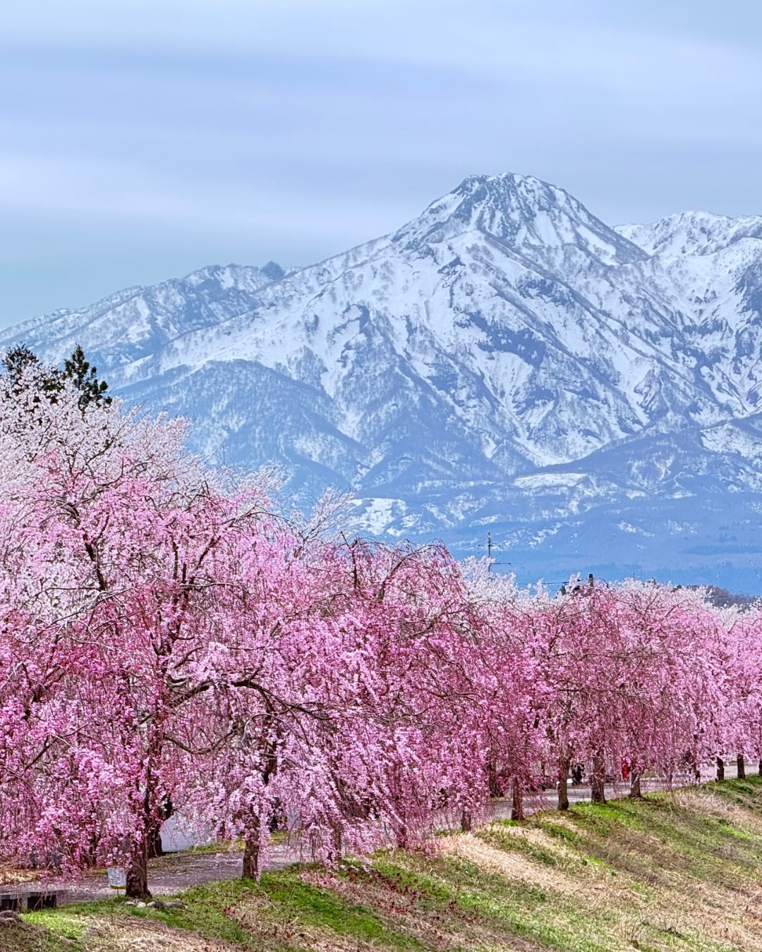 桜並木と、雪の残る山